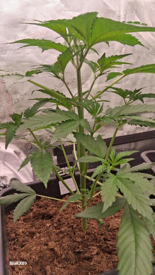 Guava Runtz Auto - Champion Line 🏆. Week 2
