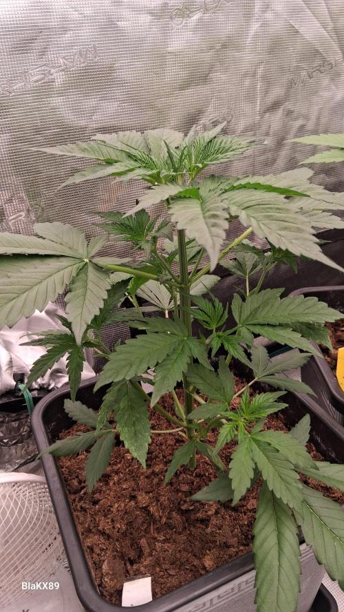 Guava Runtz Auto - Champion Line 🏆. Week 2