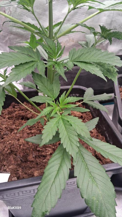 Guava Runtz Auto - Champion Line 🏆. Week 2