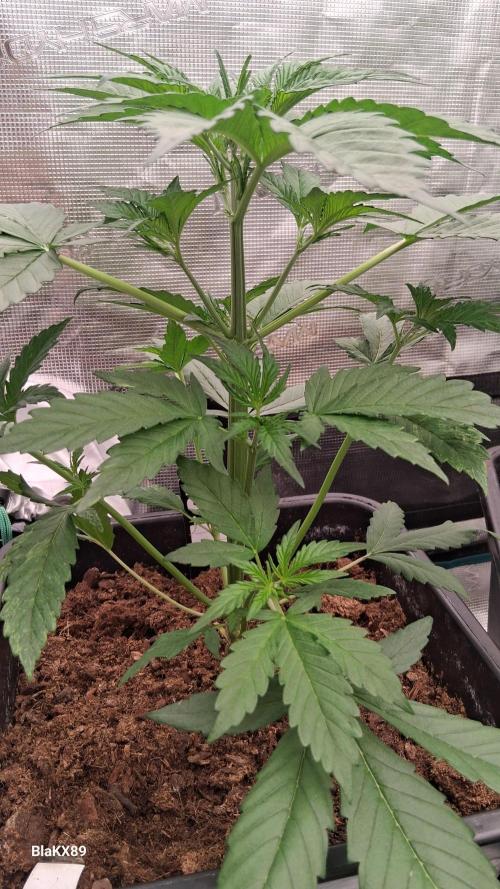 Guava Runtz Auto - Champion Line 🏆. Week 2