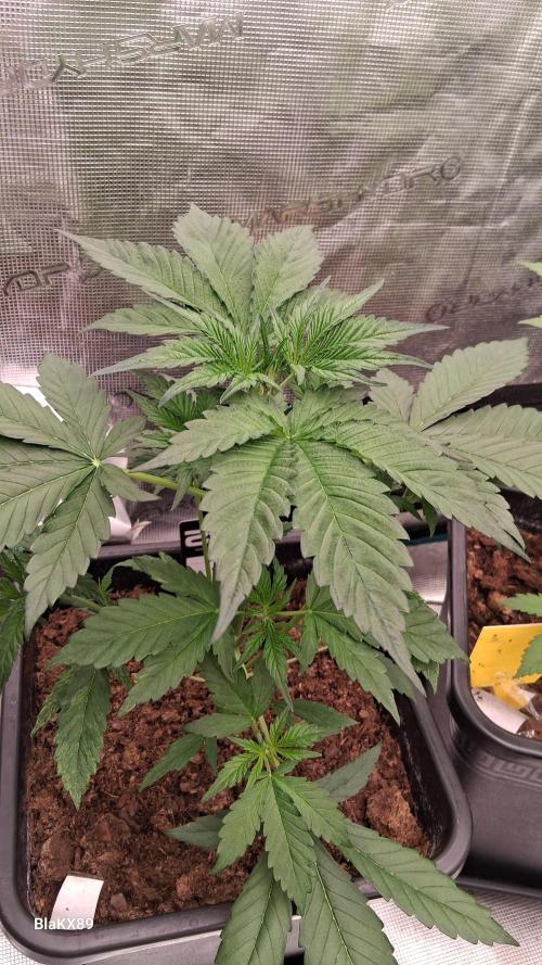 Guava Runtz Auto - Champion Line 🏆. Week 2