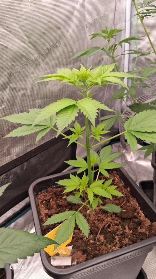 Purple Lemonade Auto RF3 😈🥤3️⃣. Week 2