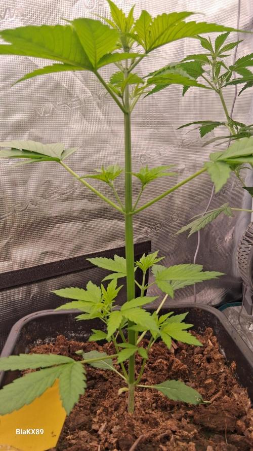 Purple Lemonade Auto RF3 😈🥤3️⃣. Week 2