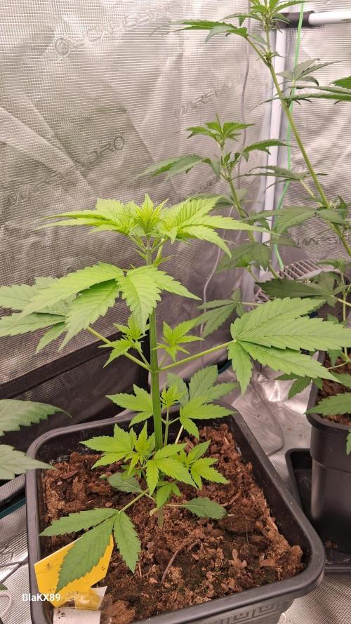 Purple Lemonade Auto RF3 😈🥤3️⃣. Week 2