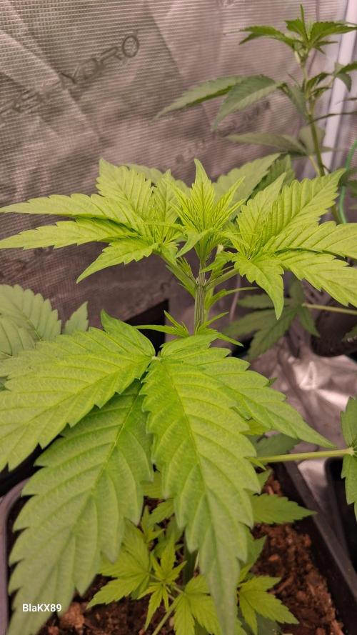 Purple Lemonade Auto RF3 😈🥤3️⃣. Week 2