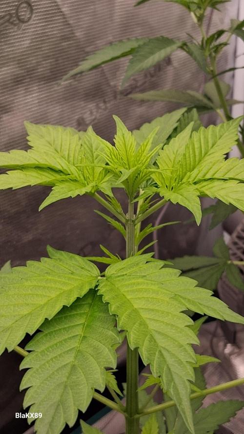 Purple Lemonade Auto RF3 😈🥤3️⃣. Week 2