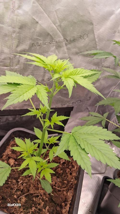 Purple Lemonade Auto RF3 😈🥤3️⃣. Week 2