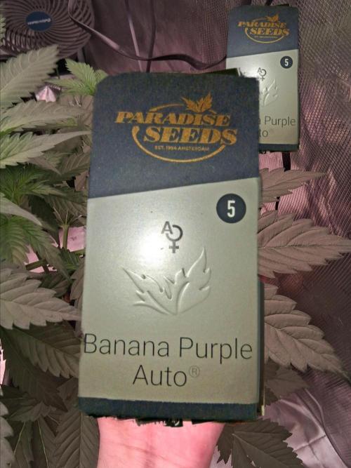 Banana Purple Auto | Paradise Seeds. Week 3