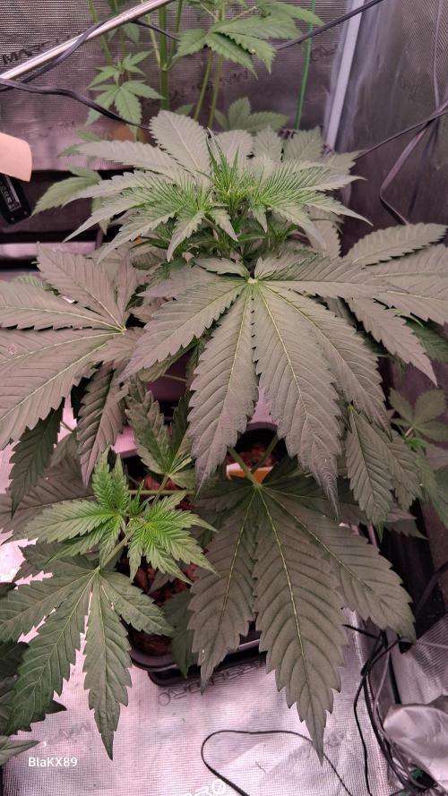 Banana Purple Auto | Paradise Seeds. Week 3