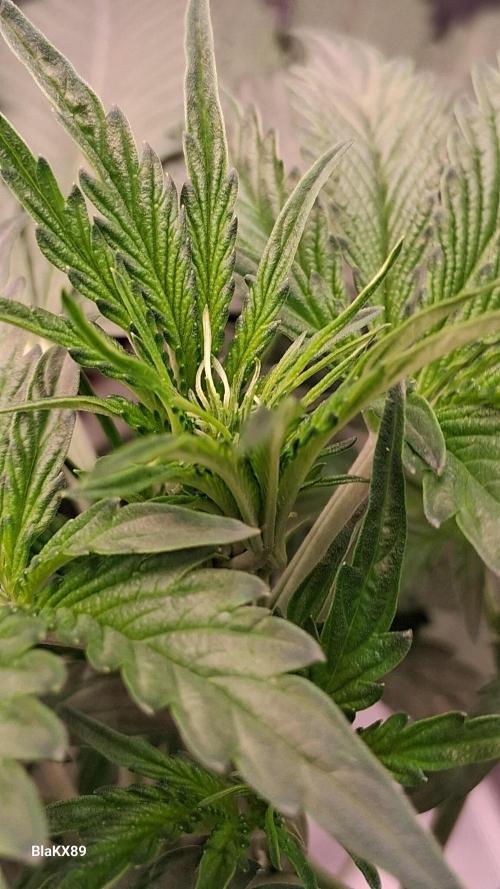 Banana Purple Auto | Paradise Seeds. Week 3