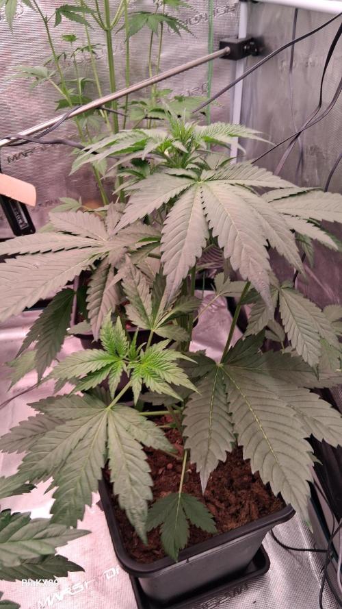 Banana Purple Auto | Paradise Seeds. Week 3