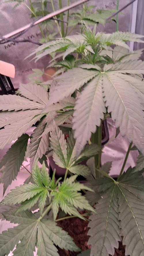 Banana Purple Auto | Paradise Seeds