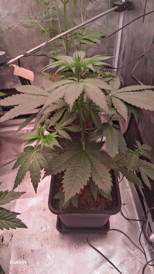 Banana Purple Auto | Paradise Seeds. Week 3