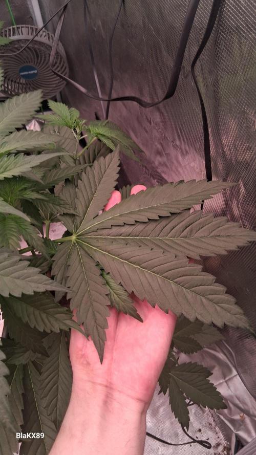 Banana Purple Auto | Paradise Seeds. Week 3