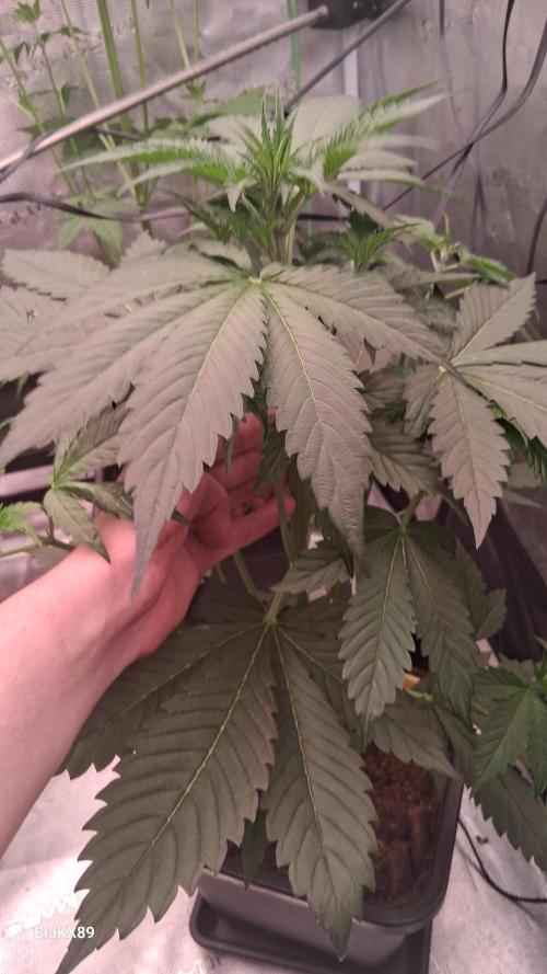 Banana Purple Auto | Paradise Seeds. Week 3