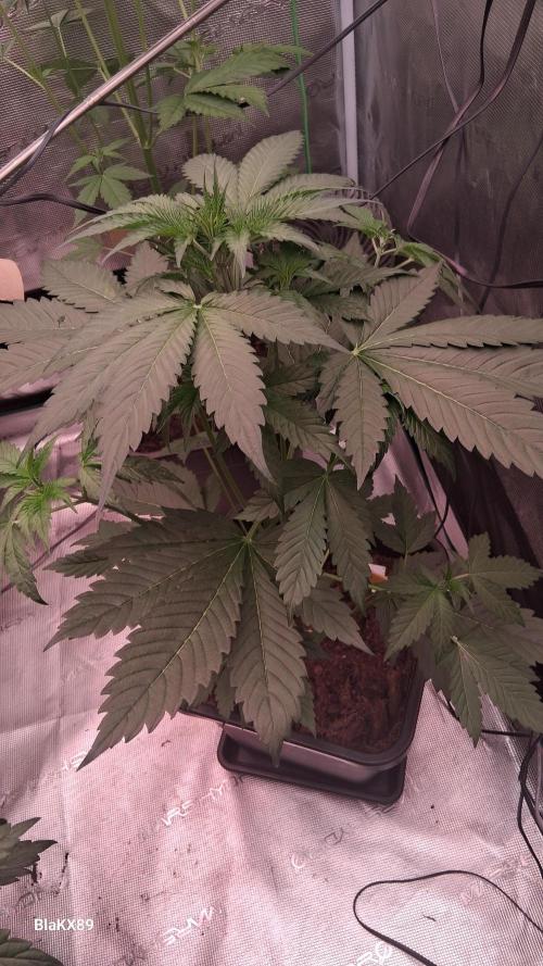 Banana Purple Auto | Paradise Seeds. Week 3