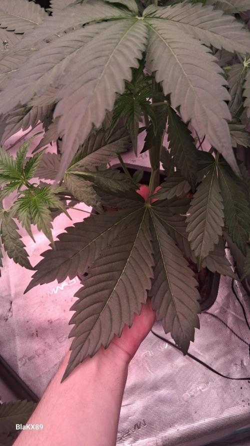 Banana Purple Auto | Paradise Seeds. Week 3