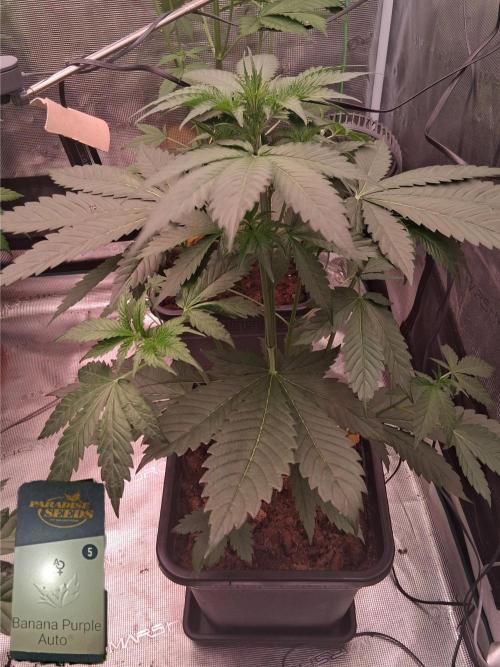 Banana Purple Auto | Paradise Seeds. Week 3