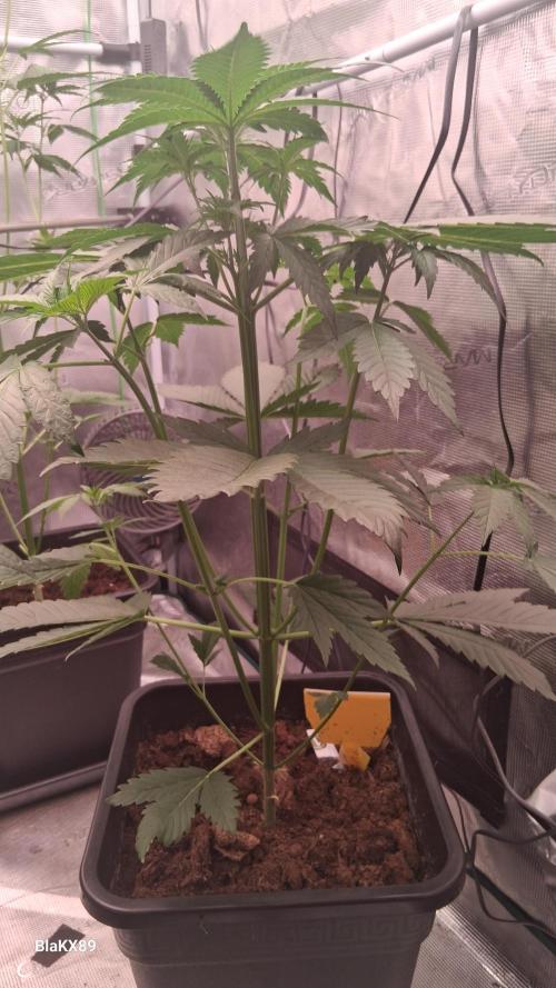 Banana Purple Auto | Paradise Seeds. Week 3