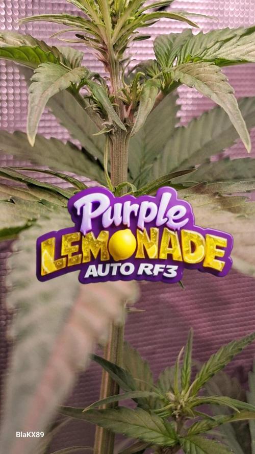 Purple Lemonade Auto RF3 😈🥤3️⃣. Week 3
