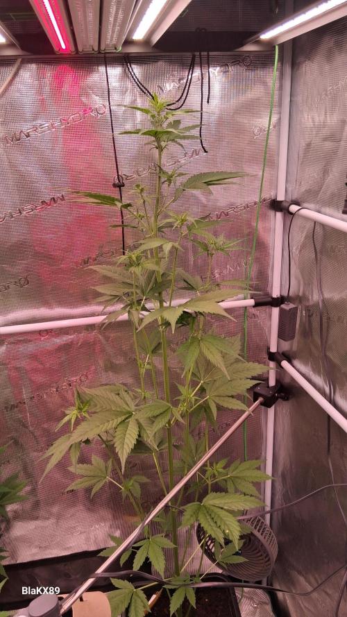 Purple Lemonade Auto RF3 😈🥤3️⃣. Week 3