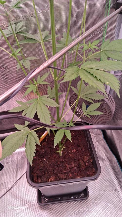 Purple Lemonade Auto RF3 😈🥤3️⃣. Week 3