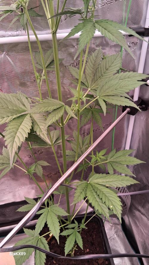 Purple Lemonade Auto RF3 😈🥤3️⃣. Week 3