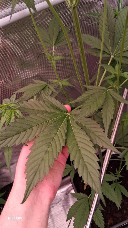 Purple Lemonade Auto RF3 😈🥤3️⃣. Week 3