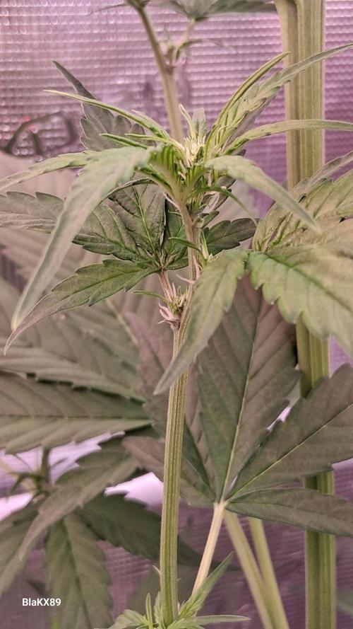 Purple Lemonade Auto RF3 😈🥤3️⃣. Week 3