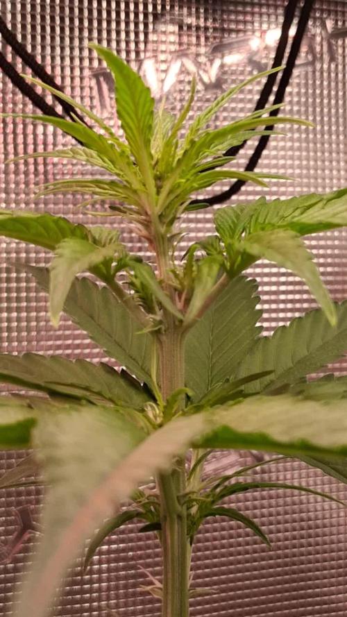 Purple Lemonade Auto RF3 😈🥤3️⃣