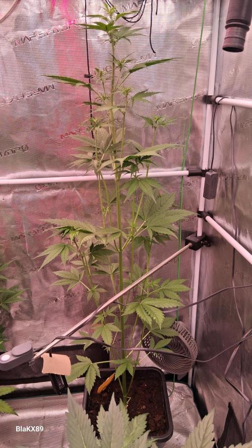 Purple Lemonade Auto RF3 😈🥤3️⃣. Week 3