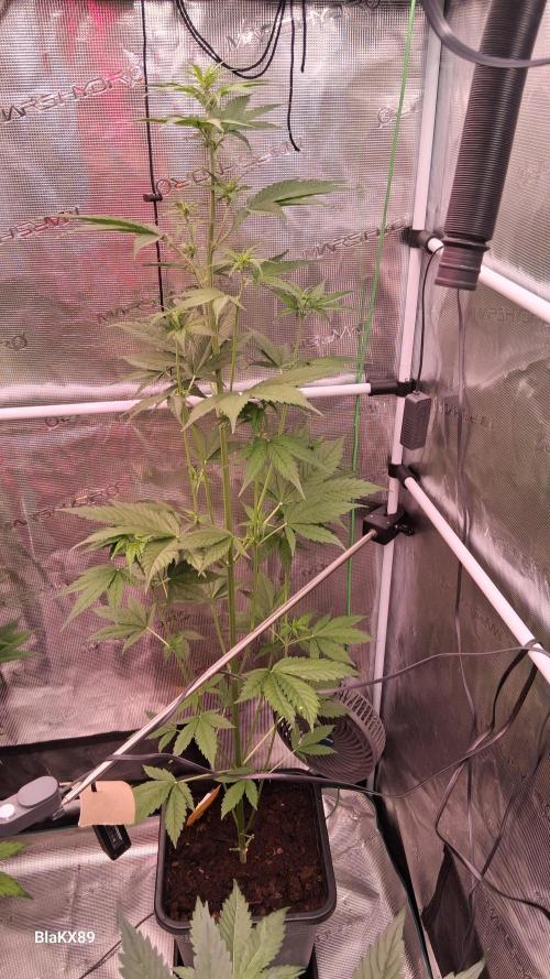 Purple Lemonade Auto RF3 😈🥤3️⃣. Week 3