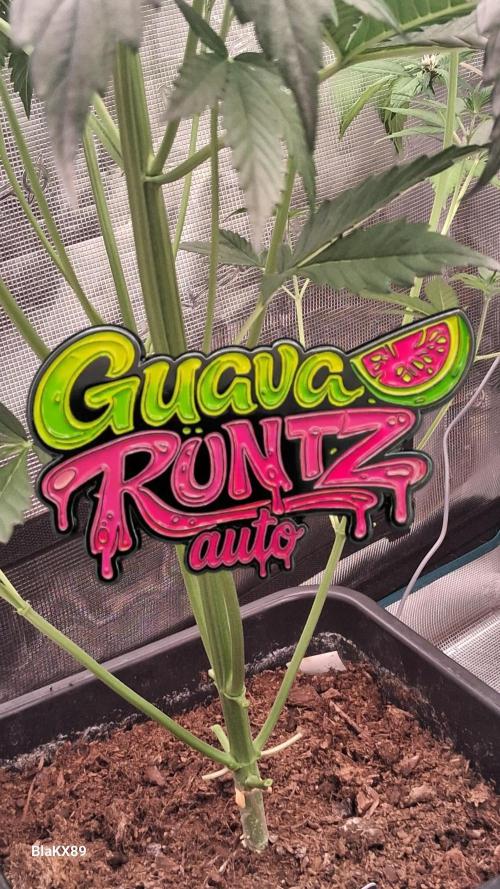 Guava Runtz Auto - Champion Line 🏆. Week 3