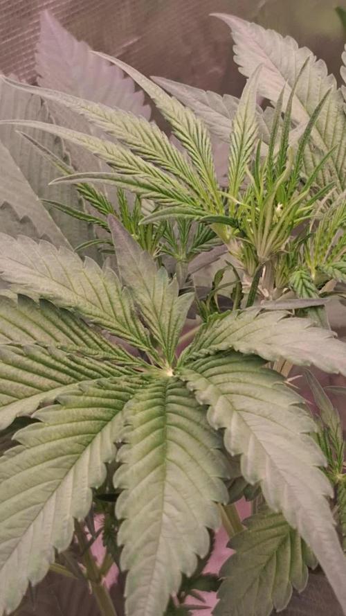 Guava Runtz Auto - Champion Line 🏆