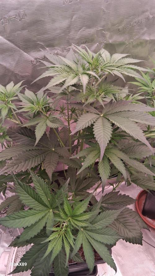 Guava Runtz Auto - Champion Line 🏆. Week 3