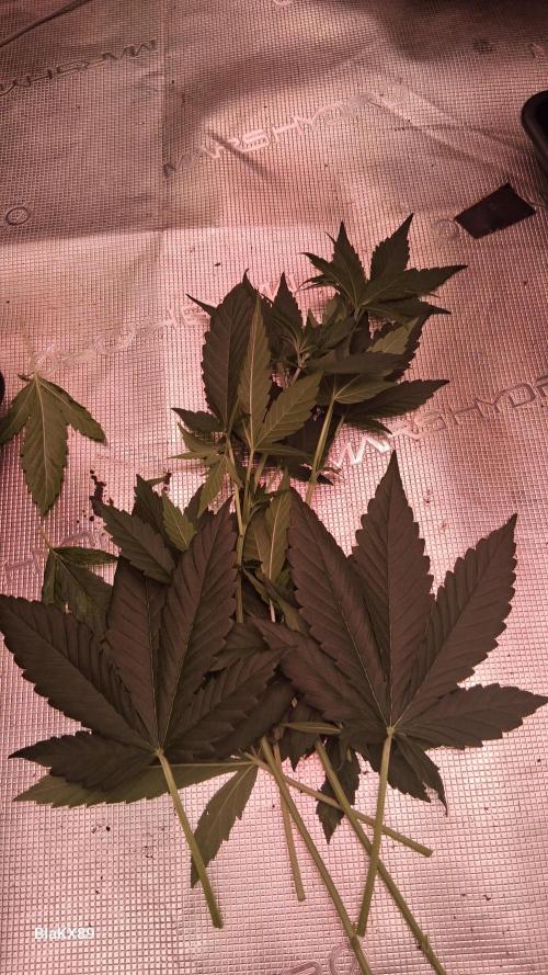 Guava Runtz Auto - Champion Line 🏆. Week 3