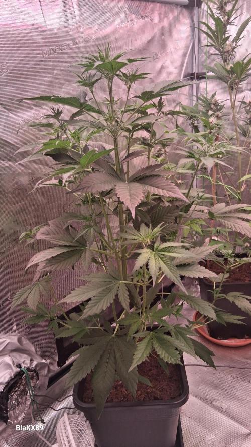 Guava Runtz Auto - Champion Line 🏆. Week 3
