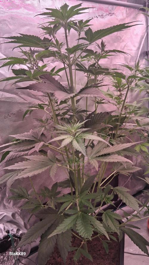Guava Runtz Auto - Champion Line 🏆. Week 3