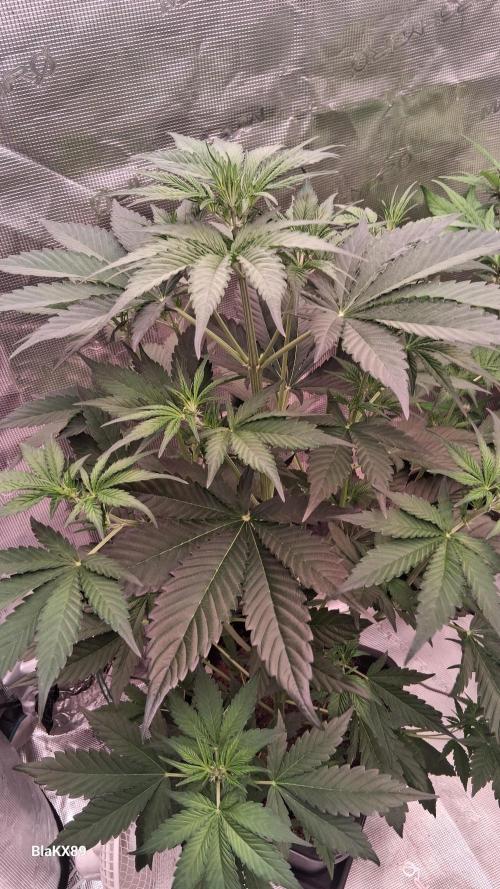 Guava Runtz Auto - Champion Line 🏆. Week 3