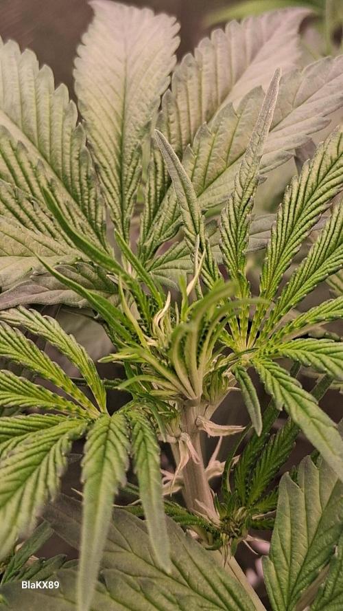 Guava Runtz Auto - Champion Line 🏆. Week 3