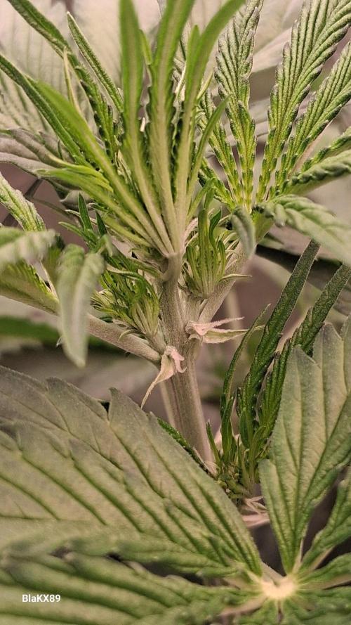 Guava Runtz Auto - Champion Line 🏆. Week 3