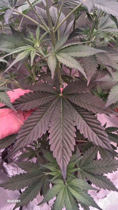 Guava Runtz Auto - Champion Line 🏆. Week 3