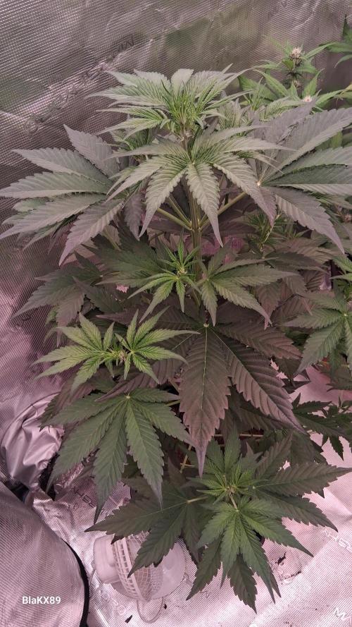Guava Runtz Auto - Champion Line 🏆. Week 3