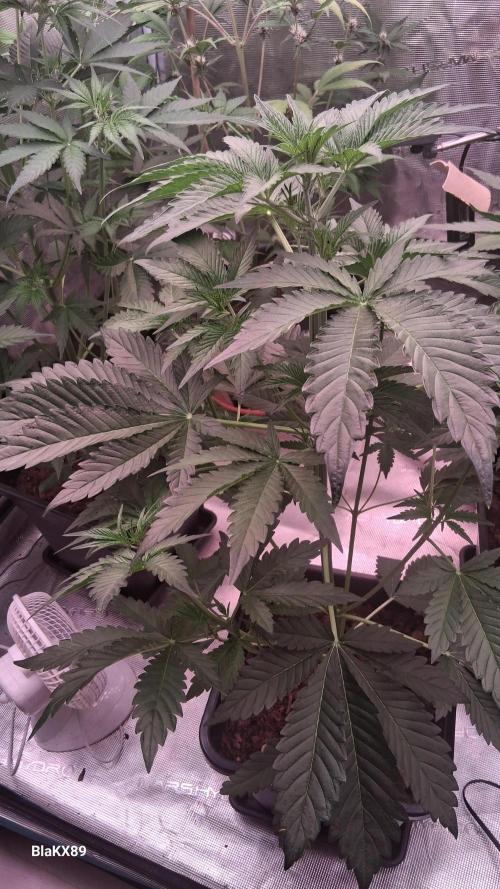 Mendo Frost Auto ❄️ 🏆. Week 3