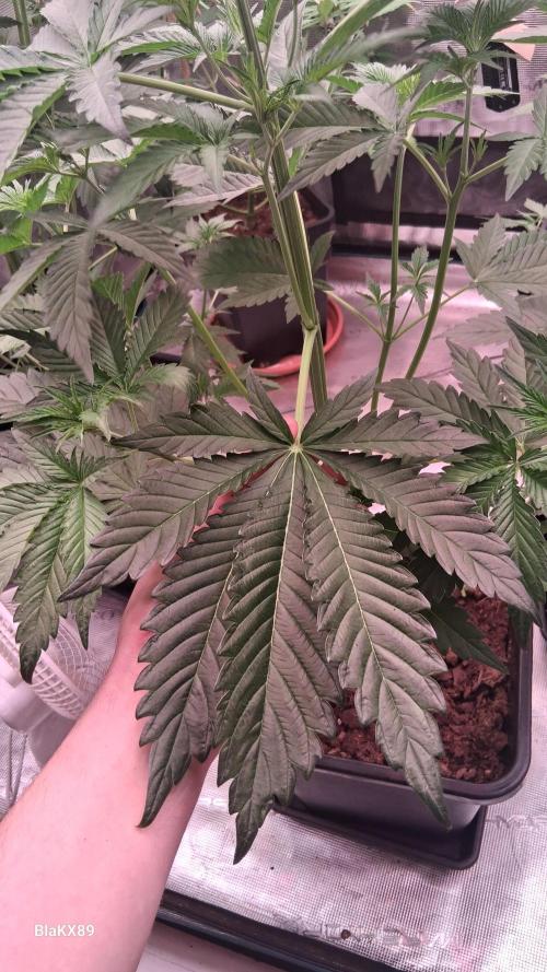 Mendo Frost Auto ❄️ 🏆. Week 3