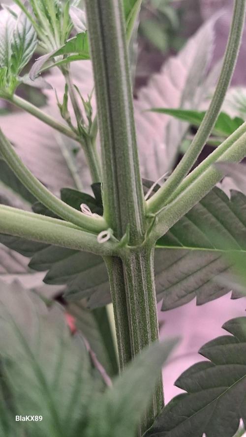Mendo Frost Auto ❄️ 🏆. Week 3
