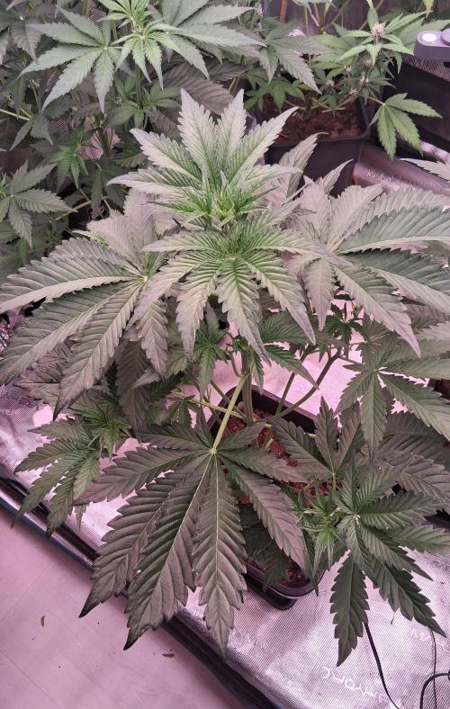 Mendo Frost Auto ❄️ 🏆. Week 3