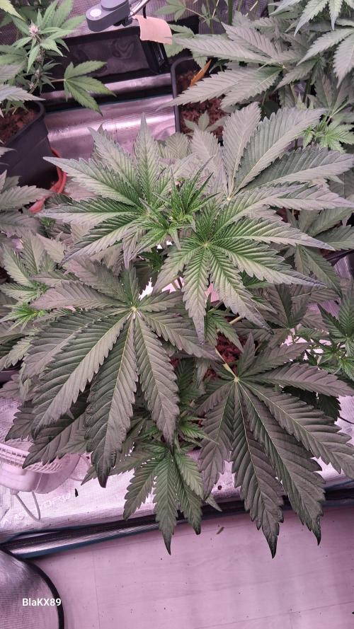 Mendo Frost Auto ❄️ 🏆. Week 3