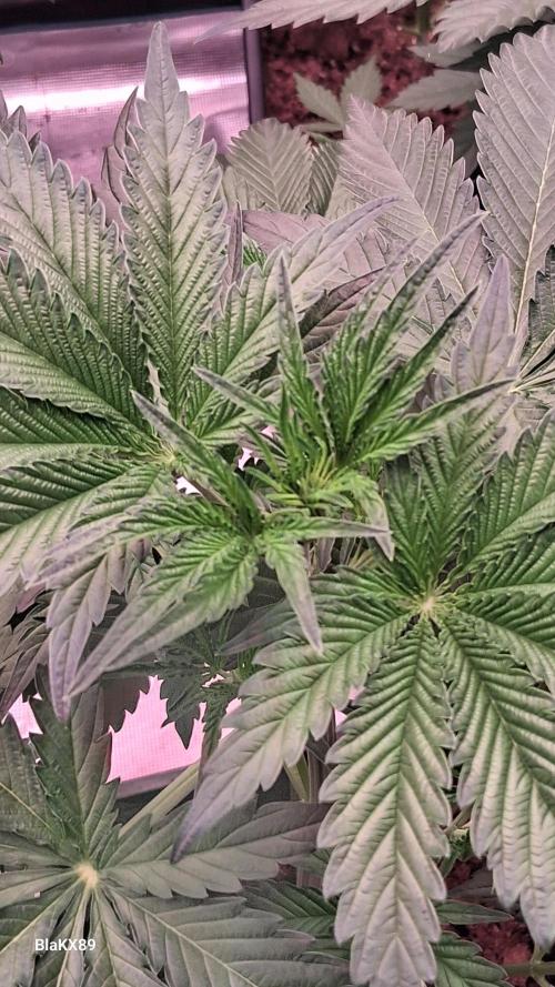 Mendo Frost Auto ❄️ 🏆. Week 3