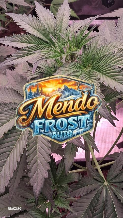 Mendo Frost Auto ❄️ 🏆. Week 3